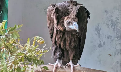 ஒக்கி புயலின்போது மீட்கப்பட்ட அரியவகை கழுகு, விமானம் மூலம் ராஜஸ்தான் கொண்டு செல்லப்பட்டது ஒக்கி புயலின்போது மீட்கப்பட்ட அரியவகை கழுகு, விமானம் மூலம் ராஜஸ்தான் கொண்டு செல்லப்பட்டது