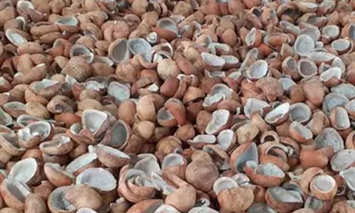 காங்கயம் பகுதிகளில் பெய்து வரும் மழை காரணமாக தேங்காய் உலர் களங்களில் பணிகள் பாதிக்கப்பட்டது. காங்கயம் பகுதிகளில் பெய்து வரும் மழை காரணமாக தேங்காய் உலர் களங்களில் பணிகள் பாதிக்கப்பட்டது.