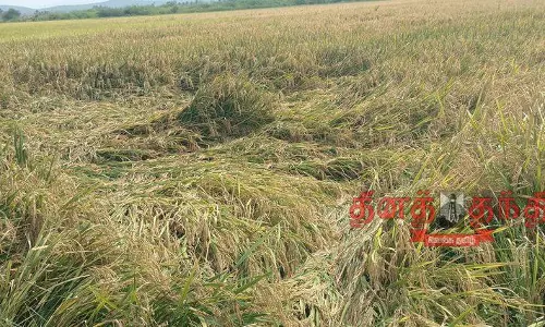 பலத்த மழை எதிரொலி: வீரபாண்டி பகுதியில் நெல் அறுவடை பணி பாதிப்பு பலத்த மழை எதிரொலி: வீரபாண்டி பகுதியில் நெல் அறுவடை பணி பாதிப்பு