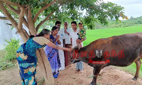வடமதுரை அருகே 24 மணி நேரமும் பால் தரும் தெய்வீக பசு