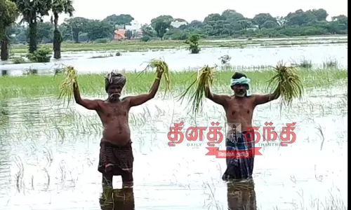 மழையில் நெற்பயிர் சேதம்