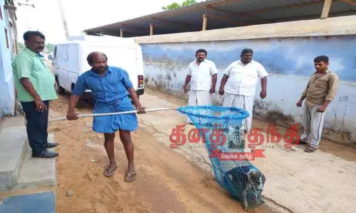 பேட்டையில் தெருநாய்கள் பிடிக்கப்பட்டன