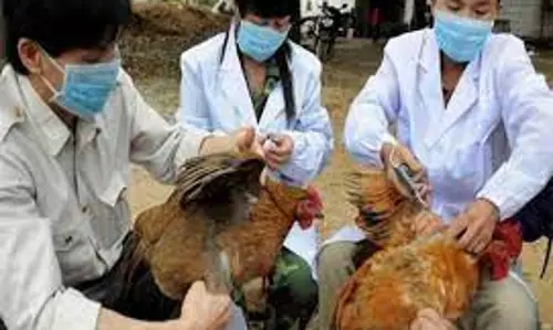 ஈரோடு மாவட்டத்தில் பறவை காய்ச்சல் நோய் தடுப்பு நடவடிக்கைகள் தீவிரம் கலெக்டர் கிருஷ்ணனுண்ணி தகவல் ஈரோடு மாவட்டத்தில் பறவை காய்ச்சல் நோய் தடுப்பு நடவடிக்கைகள் தீவிரம் கலெக்டர் கிருஷ்ணனுண்ணி தகவல்