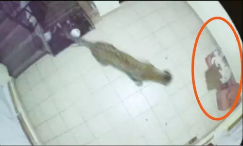 ஊட்டியில் வீட்டுக்குள் புகுந்து வளர்ப்பு நாயை கவ்வி சென்ற சிறுத்தை