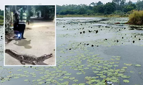 வண்டலூர் உயிரியல் பூங்கா அருகே ஏரிகளில் வசிக்கின்றன: ஊருக்குள் நுழையும் முதலைகளால் கிராம மக்கள் அச்சம் - அதிகாரிகள் நடவடிக்கை எடுப்பார்களா? வண்டலூர் உயிரியல் பூங்கா அருகே ஏரிகளில் வசிக்கின்றன: ஊருக்குள் நுழையும் முதலைகளால் கிராம மக்கள் அச்சம் - அதிகாரிகள் நடவடிக்கை எடுப்பார்களா?