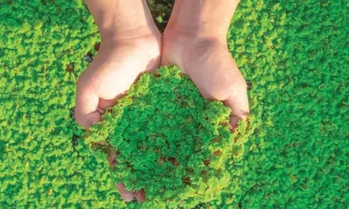 தினசரி வருமானம் தரும் அசோலா வளர்ப்பு