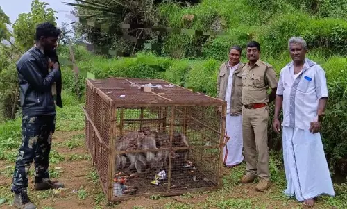 கொடைக்கானல் அருகே கூண்டுக்குள் சிக்கிய குரங்குகள் கொடைக்கானல் அருகே கூண்டுக்குள் சிக்கிய குரங்குகள்