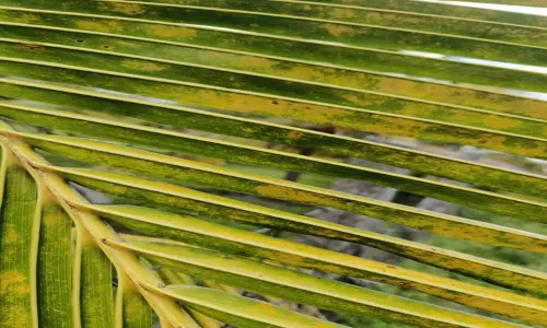 தென்னை மரங்களில் வெள்ளை ஈக்கள் தாக்குதல் அதிகரிப்பு