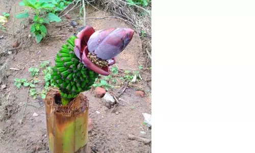 அதிசய வாழை மரம்