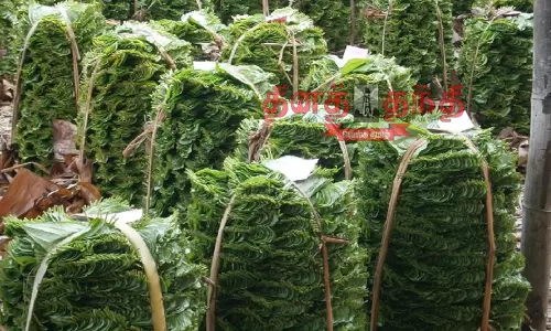 பரமத்திவேலூர் சந்தையில்  வெற்றிலை விலை வீழ்ச்சி  விவசாயிகள் கவலை