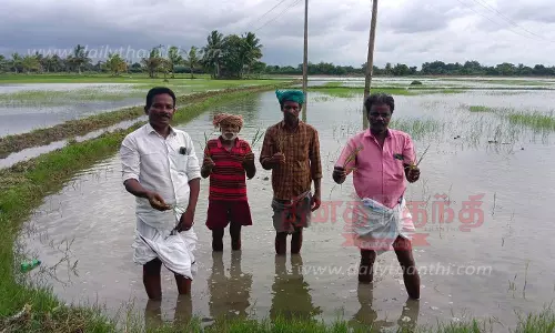 சம்பா பயிர்கள் மழைநீரில் மூழ்கி பாதிப்பு சம்பா பயிர்கள் மழைநீரில் மூழ்கி பாதிப்பு