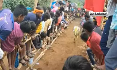 கிருஷ்ணகிரி போச்சம்பள்ளி அருகே எருதுவிடும் விழா; 300-க்கும் மேற்பட்ட காளைகள் பங்கேற்பு கிருஷ்ணகிரி போச்சம்பள்ளி அருகே எருதுவிடும் விழா; 300-க்கும் மேற்பட்ட காளைகள் பங்கேற்பு