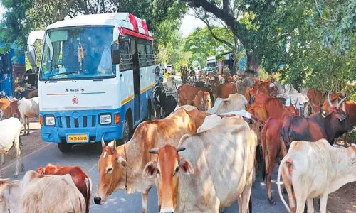 சாலையில் சுற்றிதிரியும் கால்நடைகள் அகற்றப்படுமா? வாகன ஓட்டிகள் கோரிக்கை