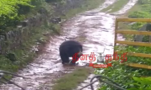 கோத்தகிரியில் மீண்டும் கரடி உலா-பொதுமக்கள் அச்சம்