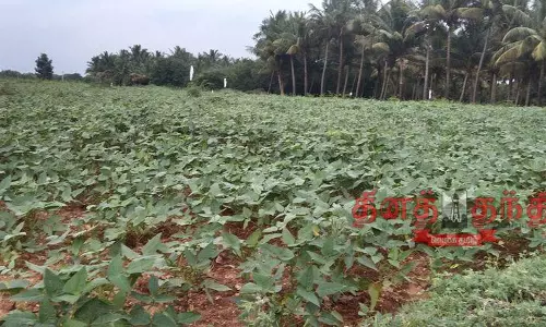 கூடலூர் பகுதியில் தட்டை பயிர் விளைச்சல் அமோகம் கூடலூர் பகுதியில் தட்டை பயிர் விளைச்சல் அமோகம்