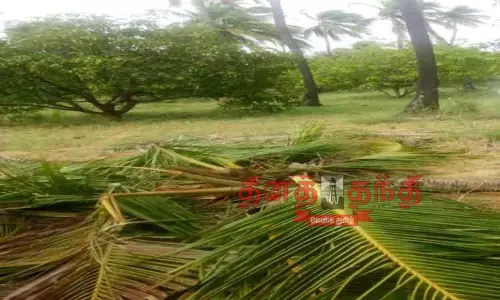 தென்னை மரங்களை சேதப்படுத்திய காட்டு யானைகள்