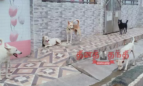 கம்பத்தில்  தெருநாய்கள் தொல்லையை கட்டுப்படுத்த கோரிக்கை