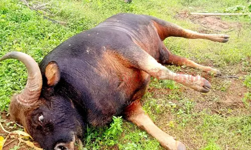 காட்டெருமை சாவு