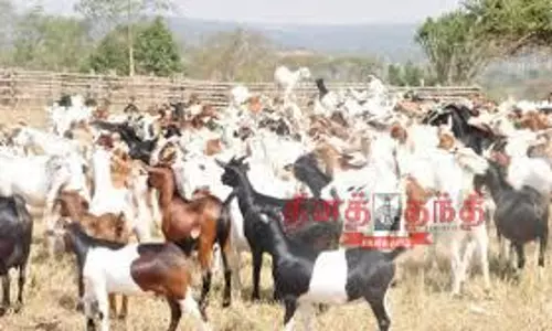 கால்நடை வளர்ப்பு, தீவன உற்பத்திக்கு மானியம் கால்நடை வளர்ப்பு, தீவன உற்பத்திக்கு மானியம்
