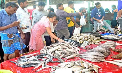 வரத்து அதிகரிப்பால் மீன் விலை குறைந்தது