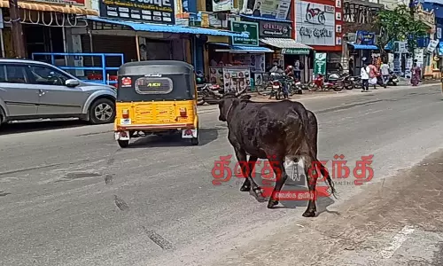 2 கி.மீட்டர் தூரம் ஆட்டோவின் பின் ஓடிய பசு