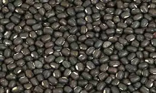 உளுந்து விலை உயர்வு