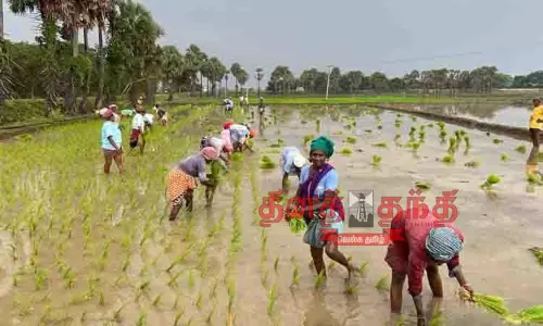 பாட்டு பாடி விவசாய நடவுப்பணியில் ஈடுபடும் பெண்கள்