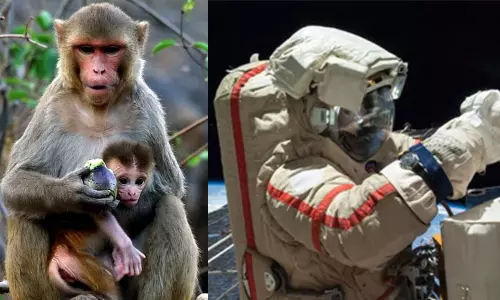 குரங்குகளை விண்வெளிக்கு அனுப்பி எவ்வாறு இனப்பெருக்கம் செய்கின்றன என ஆராய்ச்சி நடத்த சீனா திட்டம்!