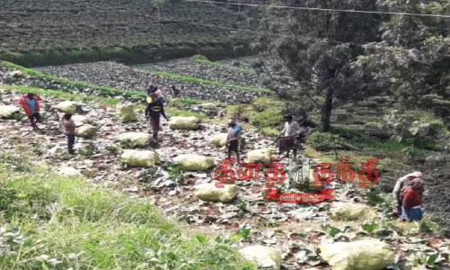 முட்டைக்கோஸ் கொள்முதல் விலை குறைந்தது முட்டைக்கோஸ் கொள்முதல் விலை குறைந்தது