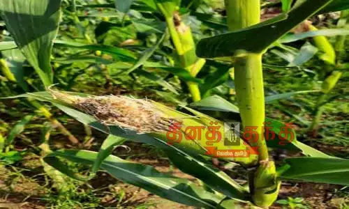 மக்காச்சோளத்தை சேதப்படுத்தும் கிளிகள்