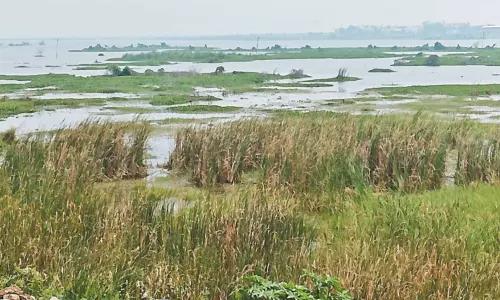 கிருஷ்ணா கால்வாய் நீர் ஏரியில் கலப்பதற்கு தடையாக செம்பரம்பாக்கம் ஏரியில் மண்டி கிடக்கும் புதர்களை அகற்ற பொதுமக்கள் கோரிக்கை