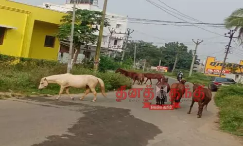 ரோட்டில் சுற்றித்திரியும் குதிரைகள் ரோட்டில் சுற்றித்திரியும் குதிரைகள்