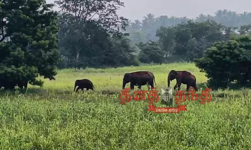 விவசாய பயிர்களை சேதப்படுத்தி காட்டு யானைகள் அட்டகாசம் விவசாய பயிர்களை சேதப்படுத்தி காட்டு யானைகள் அட்டகாசம்