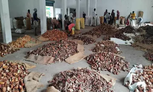 ஆனைமலை ஒழுங்குமுறை விற்பனைக்கூடத்தில் கொப்பரை தேங்காய் ஏலம்