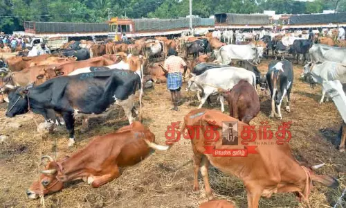 பொள்ளாச்சி சந்தையில் காங்கேயம் காளை ரூ.50 ஆயிரத்துக்கு விற்பனை பொள்ளாச்சி சந்தையில் காங்கேயம் காளை ரூ.50 ஆயிரத்துக்கு விற்பனை
