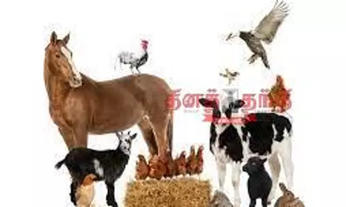 கால்நடைகளுக்கு அரசு மானியத்துடன் காப்பீடு