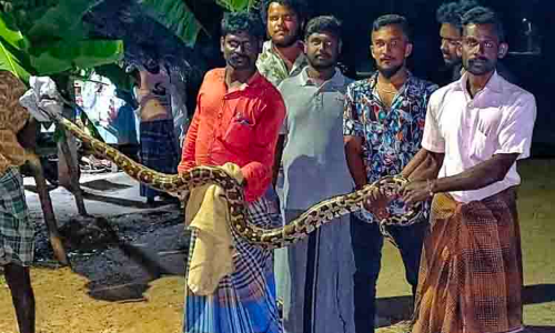 கோழியை விழுங்கிய மலைப்பாம்பு கோழியை விழுங்கிய மலைப்பாம்பு