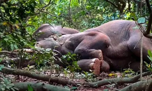 சாராயம் குடித்து போதையில் உறங்கிய யானைக் கூட்டம்: ஒடிசாவில் ருசிகரம் சாராயம் குடித்து போதையில் உறங்கிய யானைக் கூட்டம்: ஒடிசாவில் ருசிகரம்