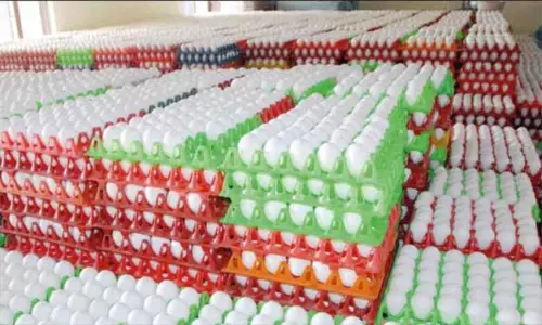 நாமக்கல்லில் முட்டை விலை மேலும் 5 காசுகள் உயர்வு நாமக்கல்லில் முட்டை விலை மேலும் 5 காசுகள் உயர்வு
