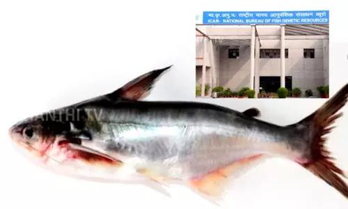 மேட்டூர் அணையில் கண்டறியப்பட்ட புதிய வகை கெளுத்தி மேட்டூர் அணையில் கண்டறியப்பட்ட புதிய வகை கெளுத்தி