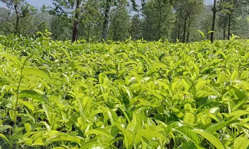 அரசு தேயிலை தோட்ட கழகம் மூடப்படாது