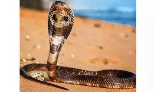 கீழ்பென்னாத்தூர் அருகே பாம்பு கடித்து பெண் சாவு கீழ்பென்னாத்தூர் அருகே பாம்பு கடித்து பெண் சாவு