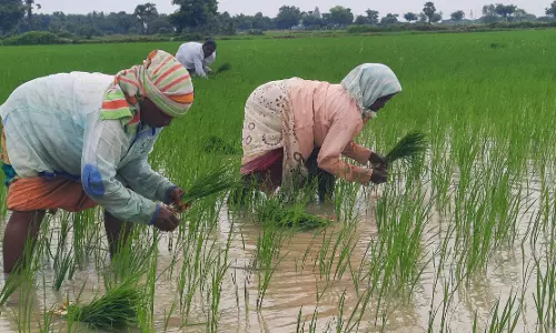 விவசாய நிலங்களில் நடவு பணி தீவிரம்