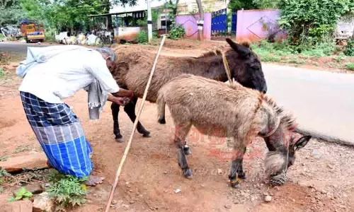 எஸ்.புதூர் பகுதிகளில் கழுதைப்பால் விற்பனை எஸ்.புதூர் பகுதிகளில் கழுதைப்பால் விற்பனை