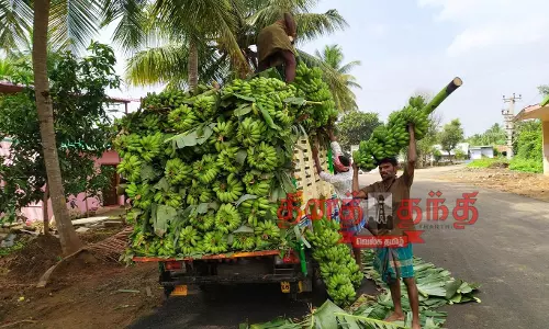 வாழைத்தார் ஏற்றுமதி வாழைத்தார் ஏற்றுமதி