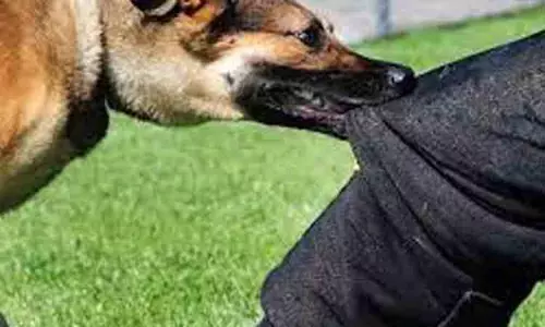 வெறிநாய்கள் கடித்து 5 சிறுவர்கள் படுகாயம் வெறிநாய்கள் கடித்து 5 சிறுவர்கள் படுகாயம்