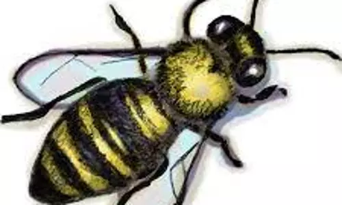 பரமத்தியில்  பொதுமக்களை அச்சுறுத்திய மலை தேனீக்கள் விரட்டியடிப்பு