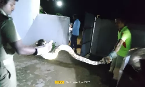 வீட்டிற்குள் புகுந்த 10 அடி நீளமுள்ள மலைப்பாம்பு பிடிபட்டது வீட்டிற்குள் புகுந்த 10 அடி நீளமுள்ள மலைப்பாம்பு பிடிபட்டது