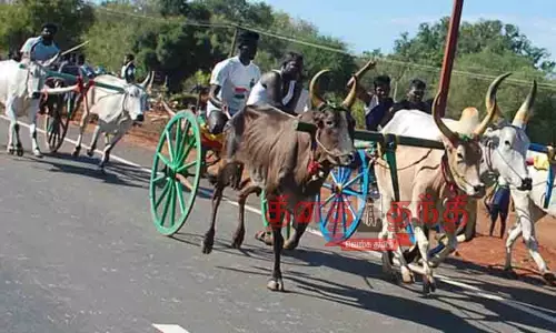மாட்டுவண்டி பந்தயத்துக்கு அனுமதி கோரிய மனுவை பரிசீலிக்க வேண்டும்-போலீஸ் அதிகாரிக்கு, மதுரை ஐகோர்ட்டு உத்தரவு