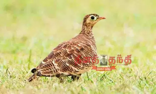 80 ஆண்டுகளுக்கு பிறகு கண்டறியப்பட்ட பறவையினம்